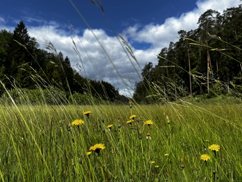 Das idyllische Tal des Wüsteichsbaches